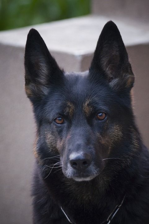 德国牧羊犬 狗 宠物 动物 肖像 哺乳动物 头 灰狗 灰色的宠物