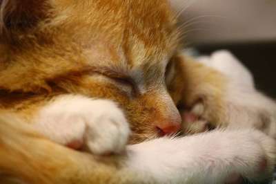 猫 小猫 猫宝宝 睡觉 毛皮 红猫