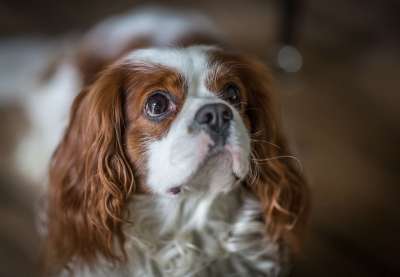 狗 宠物 动物 骑士国王查理斯横 家犬 犬类 哺乳动物 可爱的