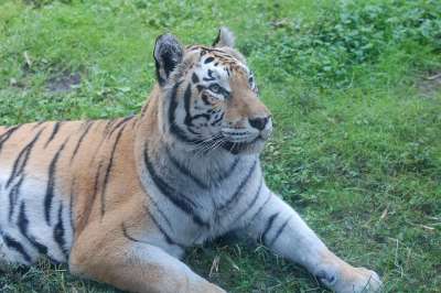 老虎 肖像一只老虎 大猫 条纹 底格里斯河 肖像 自然 猫 大