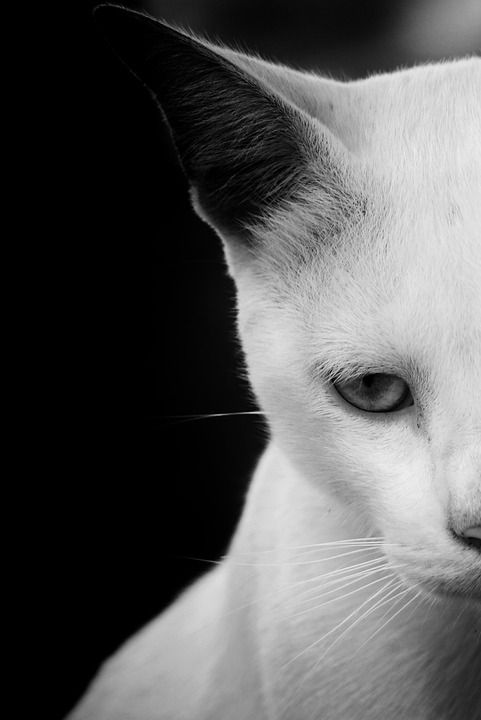 猫 野生动物 动物 眼睛 动物园 猎人 黑色的 白色的 野猫