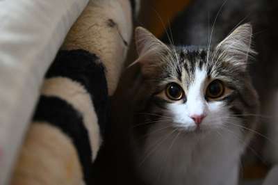 猫咪 宠物 可爱 动物 可爱的 挪威森林猫