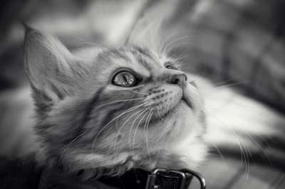 猫 动物 可爱的 肖像 小猫 灰猫