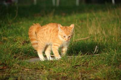 小猫 红虎斑 猫宝宝 猫 落下 俏皮的 草地
