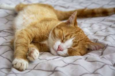 虎斑猫 睡猫 床 姜黄色的猫 宠物 动物 猫科动物