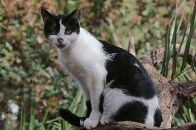 猫 小猫 鲭鱼 国内的猫 国内动物 动物 野生动物 特写 毛皮