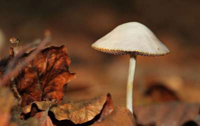 蘑菇 树叶 森林 落下 自然 森林地面 秋天的心情 秋天的