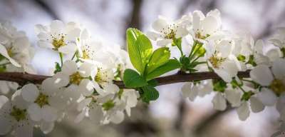 绣线菊树 绣线菊花 花 春天 白色的 白 春天的花朵 大自然
