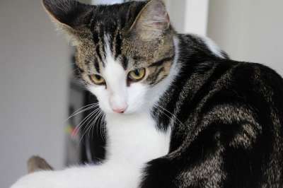 猫 小猫 宠物 白色的老虎 猫科动物 可爱的小猫