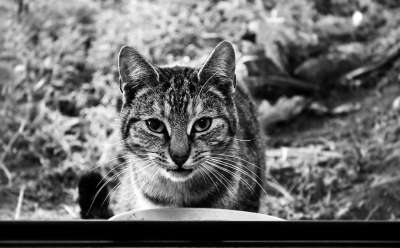 猫 胡须 动物 黑和白 灰猫