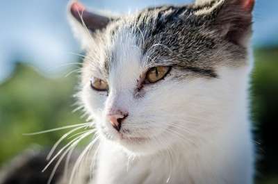 猫 小猫 动物 宠物 兽医 毛皮