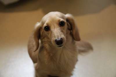 腊肠 狗 小狗 可爱的 犬类 棕色 棕色的小狗