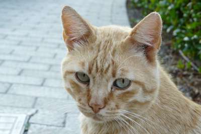 猫 老虎 猫脸 Katzenkopf 头 肖像