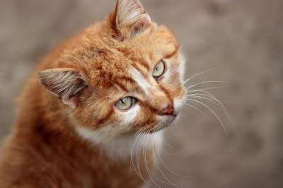 那只猫 橙色的 猫似的 肖像 绿眼睛