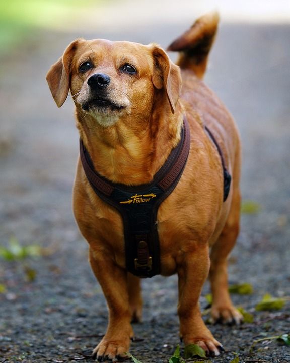 多尔吉 狗 宠物 动物 国内的 犬类 哺乳动物 眼睛 漂亮的狗