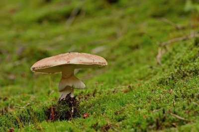 蘑菇 光盘真菌 苔藓 森林 落下 自然