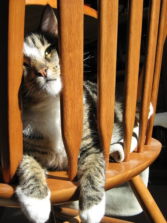 猫 基蒂 猫科动物 可爱的 脸 可爱猫咪 椅子 表情 看着