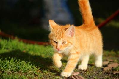 猫 小猫 猫宝宝 猫男孩 鲭鱼 红鲐鱼鱼骨 落下 草