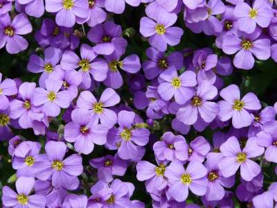 蓝色枕头 奥布里埃塔 奥布里蒂安 十字花科的 芸苔科 十字花科