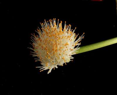 工厂 盛开 Haemanthus Krvokvět 白色的