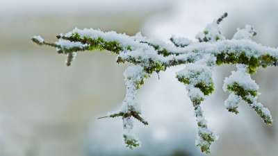 雪 降雪 下雪的 冬天 雪花 分支