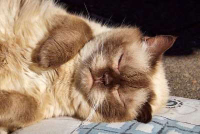 猫 品种猫 英国短毛猫 毛皮 动物 放松 纯种 蓬松的
