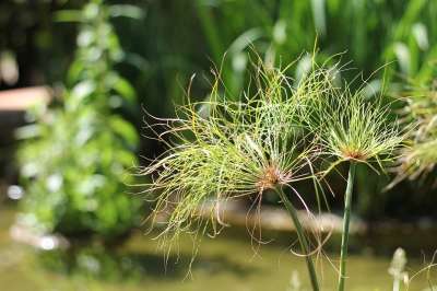 花园 夏天 工厂 植物学 自然 植物 绿色