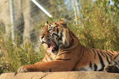 老虎 动物 动物园 哺乳动物 大猫 野生动物 捕食者 食肉动物