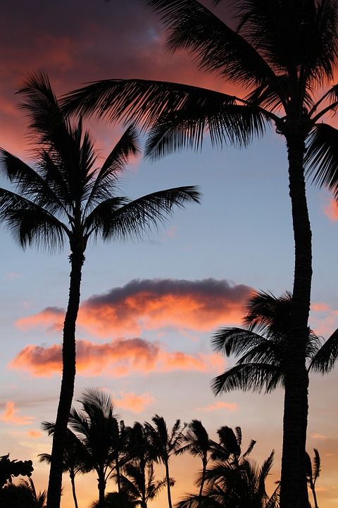 棕榈树 棕榈 手掌 日落 粉红色的天空 云 夜空 晚上 剪影