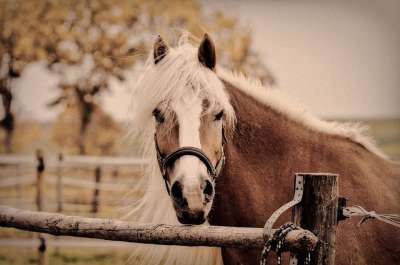 Haflinger 马 鬃毛 Pferdeportrait 自然 耦合