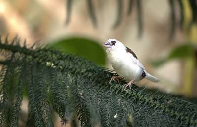 社会Finch 鸟 自然 动物