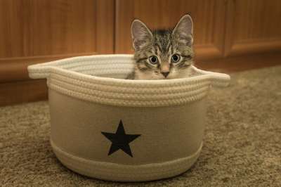 宿醉 小的 鲭鱼 小猫 家猫 家畜 可爱的 猫 猫宝宝 打呵欠