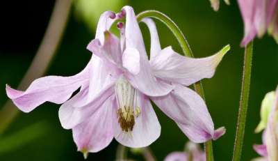 自然 森林 草地 花 森林科伦 哥伦比亚 Aquilegia 寻常型
