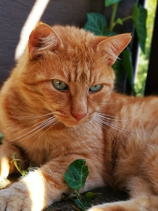 猫 红猫 眼睛 宿醉 红色宿醉 绿色的眼睛 老虎 家猫 家畜