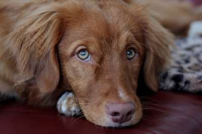小狗 新斯科舍鸭收费猎犬 收银员 宠物 犬类 狗 动物