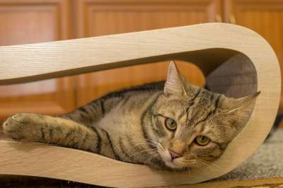 宿醉 欧洲短毛 种族 品种猫 小的 坐着 鲭鱼 小猫 家猫