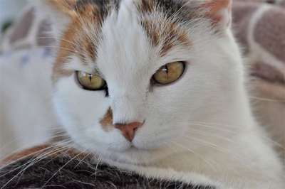 猫 家畜 白色的 动物 家猫 猫眼 猫脸 关闭