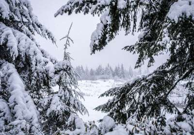 冬天 谷 森林 下雪的 景观 松树 针叶树 美丽的 风景