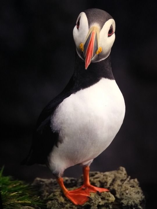鸟 自然 野生动物 户外 动物 海雀