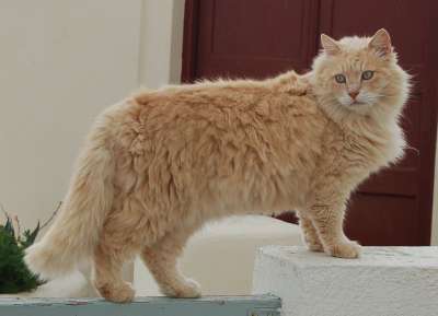 猫 狮子猫 希腊 动物 晶须 毛茸茸的 圣托里尼