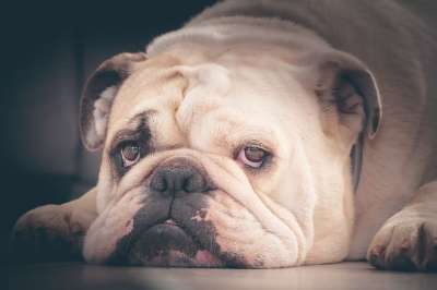 英国斗牛犬 斗牛犬 狗 可爱 小狗 家谱 头 动物 枪口 脸