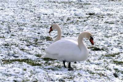 天鹅 牧场 冬天 冷 霜 雪 水禽 白色的 羽毛 家禽