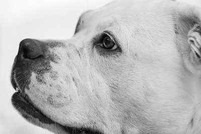 拳击手 狗 宠物 头 动物 国内的 犬类 哺乳动物 可爱的