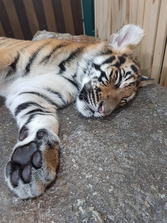 动物 猫 野生动物 哺乳动物 食肉动物 老虎 睡眠 捕食者 小憩