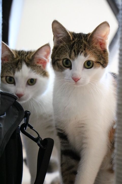 猫 动物 小猫 家猫 家畜 可爱的 猫家族 年轻的猫 偎 毛皮