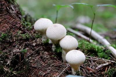 牛人 蘑菇 落下 森林蘑菇 Umbrinum 尘蘑菇 白色的