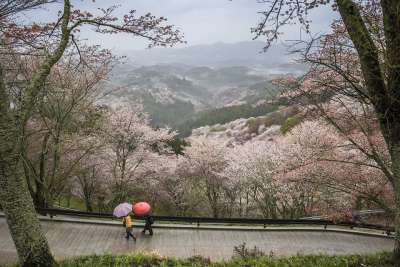 景观 日本 奈良县 吉野 野樱桃树 春天 雨 伞