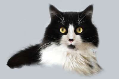 猫 眼睛 猫科动物 宠物 基蒂 小猫 喵 肖像 毛皮 黑色的