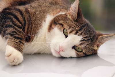 猫 宿醉 休息 关注 肖像 关闭 国内的猫 毛皮 眼睛 小胡子