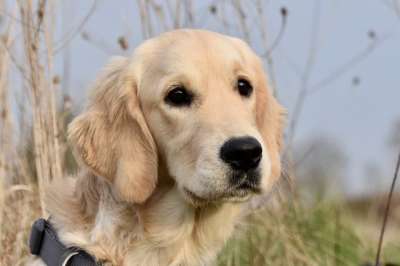 金毛猎犬 狗 宠物 动物 母狗 国家的 犬类 哺乳动物 领导